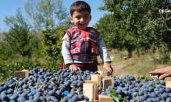 Cimin üzümünde hasat zamanı