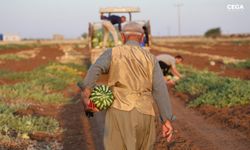 Diyarbakır'da üretici beklediği verimi alamadı