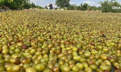 Peygamber üzümünde kurutma zamanı