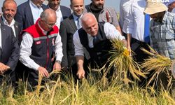 Diyarbakır’da, Vali kolları sıvadı çeltik hasadı yaptı