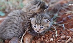 Havalandırma boşluğuna düşen 2 yavru kedi kurtarıldı