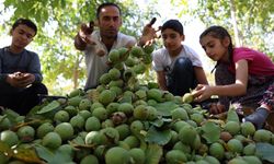 Elazığ'da ceviz hasadı