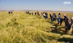 Diyarbakır'ın tescilli markasının hasadı bu kez Mardin'de yapıldı