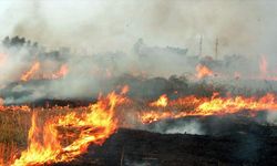 Doğanın en büyük düşmanı olmaya devam ediyor