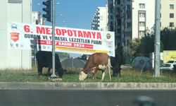 Diyarbakır’da ineklerin de dahil olduğu çarpıcı fotoğraf