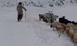 Sürüler tipiye yakalandı