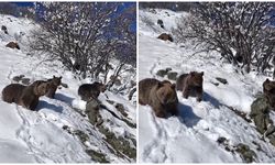 Ayı ailesi drona yakalandı