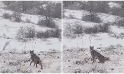 Kırmızı listedeydi, Erzincan’da görüldü