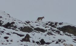 Hakkari’deki TOKİ konutlarında kurt görüntülendi