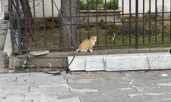 Kedi fareye diş geçiremedi