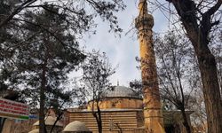 Diyarbakır'da hangi cami ve kiliselerde hangi ağaç türü var ?