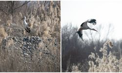 Dicle Nehri havzasında leyleklerin göç sorunu