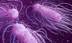 Salmonella enfeksiyonu nedir, ölümcül mü?