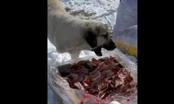 Dondurucu soğukta can dostlara ulaştı