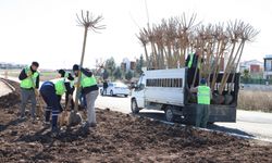 Diyarbakır’da kavşak ve parklara 10 bin ağaç dikilecek