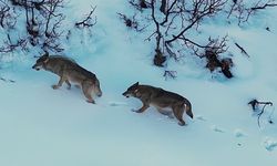 Munzur Vadisi Milli Parkı'nda kurtlar görüntülendi