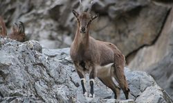 Koruma altındaki dağ keçileri yüzünü  gösterdi