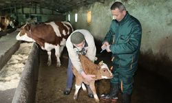 Elazığ'da şap mücadelesi: 5 bin büyükbaş aşılandı