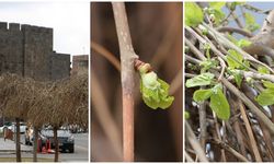 Diyarbakır’da ‘Söğüt ağaçları’ baharı müjdeliyor