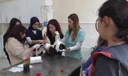Diyarbakır'da kadın veteriner