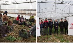 Bölge illeri kar altında: Iğdır'da seralarda üretim