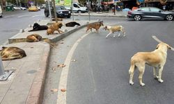 Sokak köpekleri 2 kişiye saldırdı