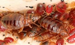 Tahtakurulari pestisite karşı dirençli çıktı