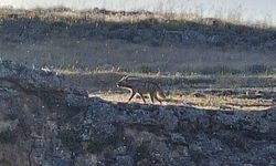 Adıyaman’da Çizgili Sırtlan görüntülendi
