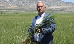 Araban buğdayı: 150 dönümde 100 bin ton rekolte bekleniyor