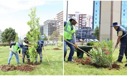 Mahabad Bulvarında peyzaj çalışmaları devam ediyor