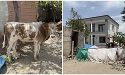 Diyarbakır'da kaybolan buzağı 9 ay sonra sahibini buldu