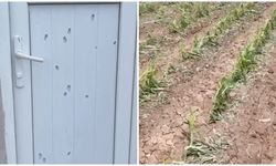 Diyarbakır'da dolu bağ kapı deldi