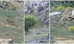 Dağ Keçileri görüntülendi