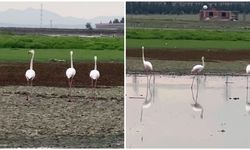 Göç yolunda olan flamingoların Diyarbakır molası
