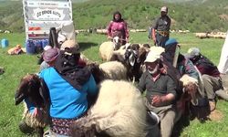 Göçerler süt sağımına başladı