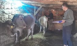Yüksekova'da kimliklendirme ve aşılama çalışması