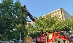 Ağaçtan düşen yavru kargalar itfaiye ekiplerince yuvaya bırakıldı