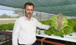 70 günde yetişen marulu 30 günde üretiyor