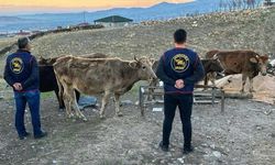 Harran'da büyükbaş hayvan hırsızlığı