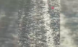 Elazığ’da karayoluna indi: Görenler korktu