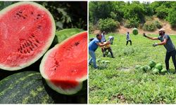 Adana karpuzunda hasat zamanı: Kilosu 20 lira