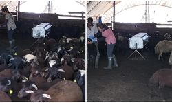 Elazığ’da aşılama ve küpeleme çalışmaları