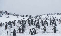 Bilim insanları şaşkın: Penguen dışkısı iklimi etkiliyor