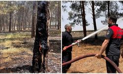 Şanlıurfa’da ormanlık alandaki ağaçlar yandı