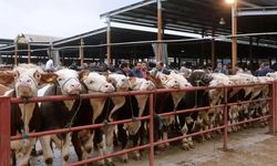 Balıkesir’de Şap hastalığı: 15 mahalle karantinaya alındı