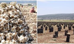 10 bin işçiyle sarımsak hasadı