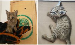 Saz kedisi korumaya alındı