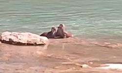 Tunceli’de su samurları görüntülendi