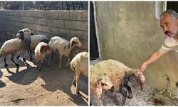 Başıboş köpekler 5 koyunu telef etti