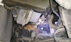 Yavru kedi, otomobilin motoruna sıkıştı